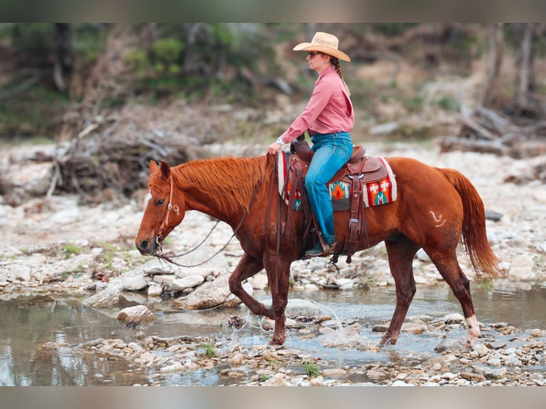 American Quarter Horse Ruin 11 Jaar Donkere-vos in Stephenville TX