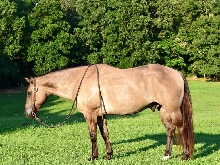 American Quarter Horse Ruin 11 Jaar Grullo in Greenville kY