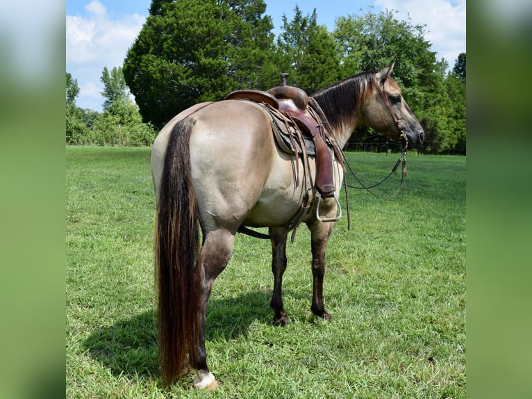 American Quarter Horse Ruin 11 Jaar Grullo in Greenville kY