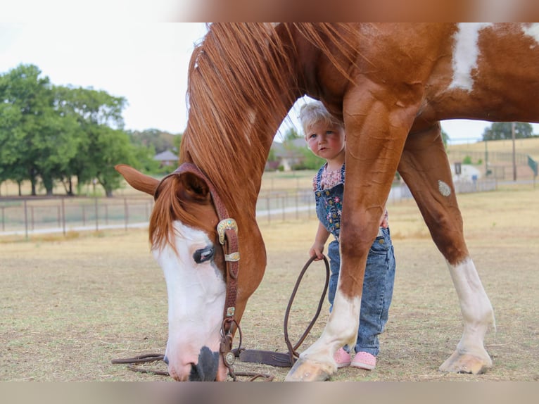 American Quarter Horse Ruin 11 Jaar Overo-alle-kleuren in Cleburne TX