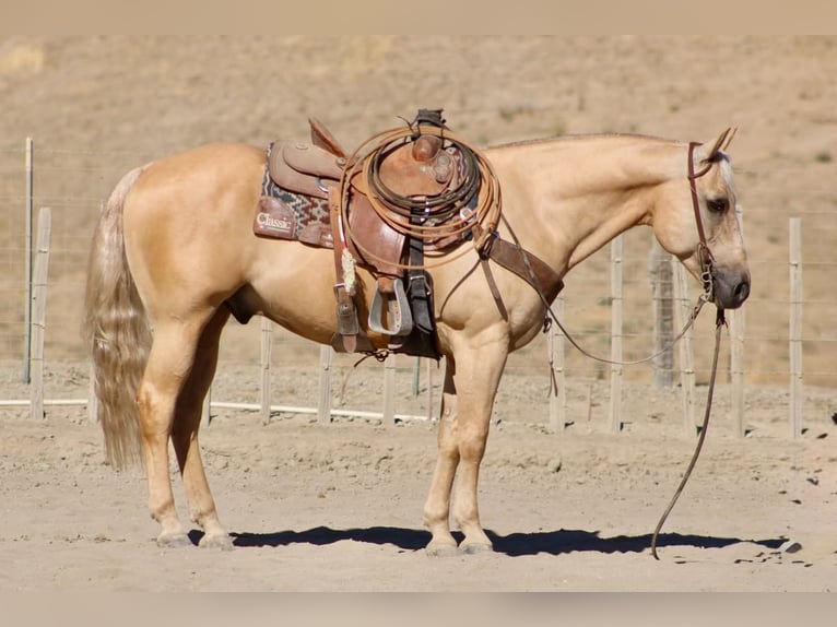 American Quarter Horse Ruin 11 Jaar Palomino in Tres Pinos