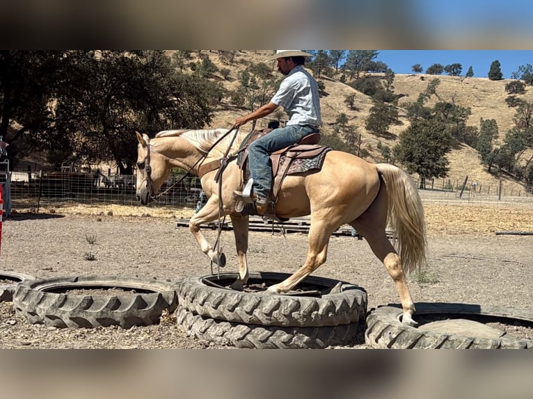 American Quarter Horse Ruin 11 Jaar Palomino in Tres Pinos