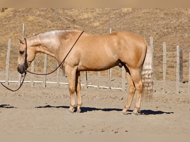American Quarter Horse Ruin 11 Jaar Palomino in Tres Pinos