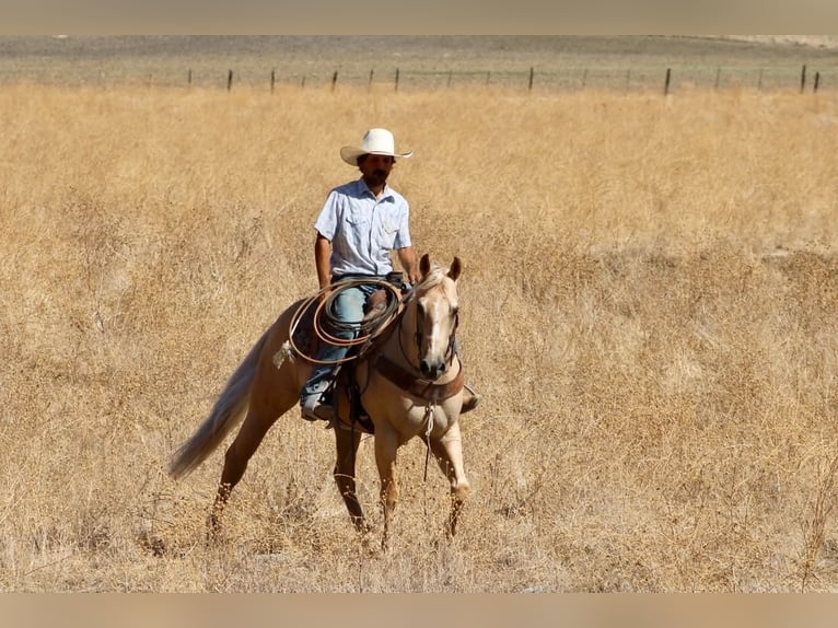 American Quarter Horse Ruin 11 Jaar Palomino in Tres Pinos