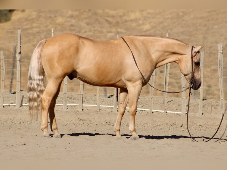 American Quarter Horse Ruin 11 Jaar Palomino in Tres Pinos