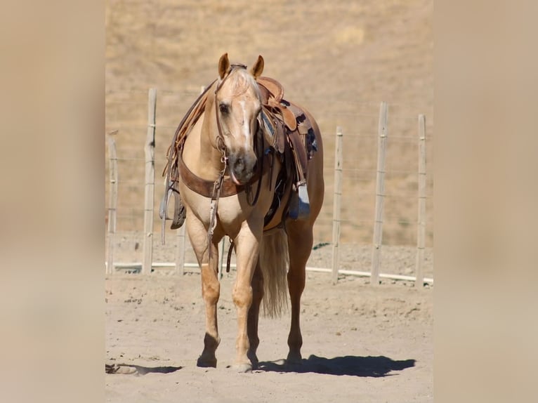 American Quarter Horse Ruin 11 Jaar Palomino in Tres Pinos