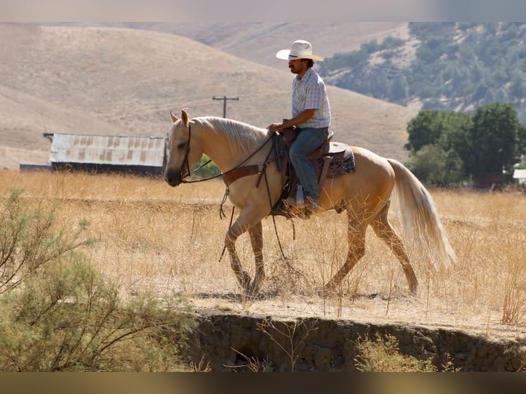 American Quarter Horse Ruin 11 Jaar Palomino in Tres Pinos