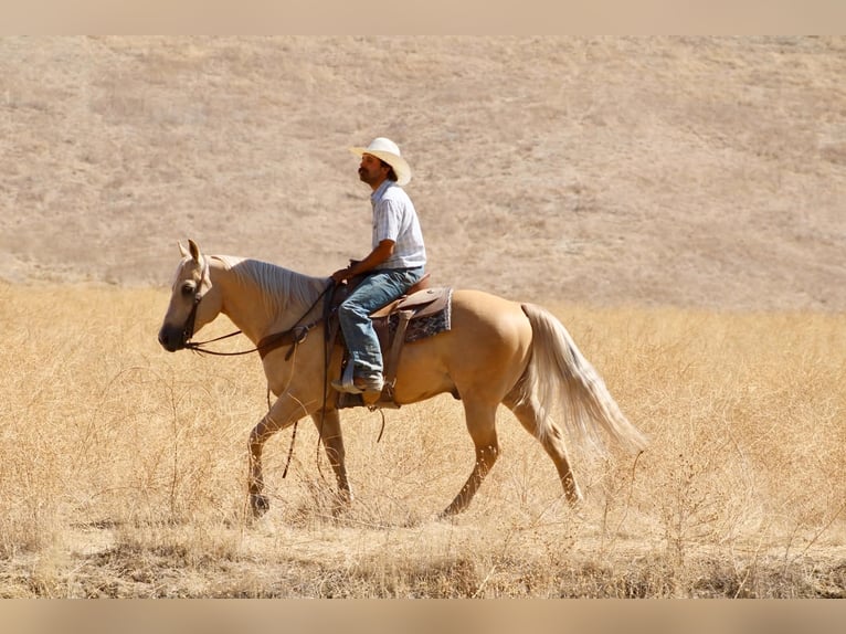 American Quarter Horse Ruin 11 Jaar Palomino in Tres Pinos