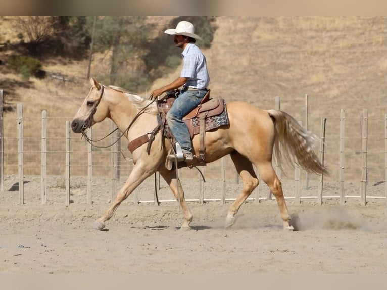 American Quarter Horse Ruin 11 Jaar Palomino in Tres Pinos
