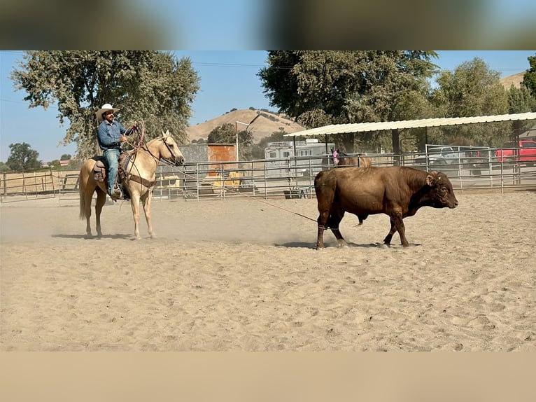 American Quarter Horse Ruin 11 Jaar Palomino in Tres Pinos