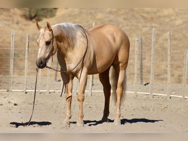 American Quarter Horse Ruin 11 Jaar Palomino in Tres Pinos
