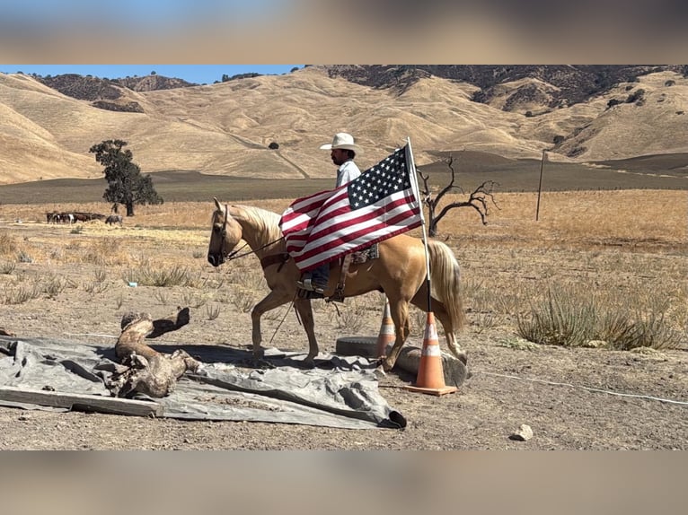 American Quarter Horse Ruin 11 Jaar Palomino in Tres Pinos