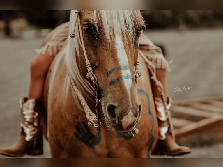 American Quarter Horse Ruin 11 Jaar Palomino in Lewistown IL