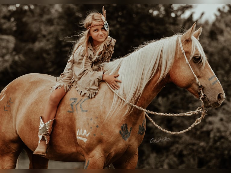 American Quarter Horse Ruin 11 Jaar Palomino in Lewistown IL