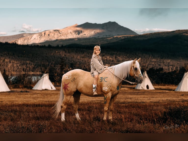 American Quarter Horse Ruin 11 Jaar Palomino in Lewistown IL