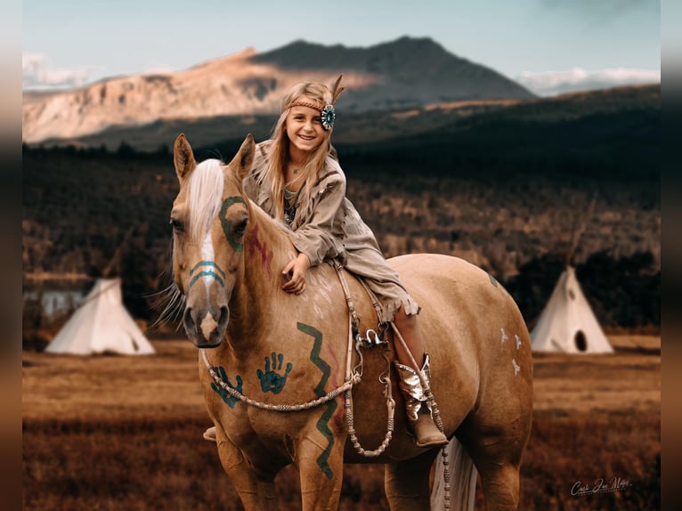 American Quarter Horse Ruin 11 Jaar Palomino in Lewistown IL