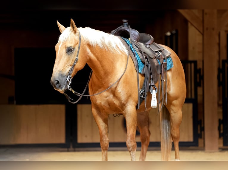 American Quarter Horse Ruin 11 Jaar Palomino in Needmore