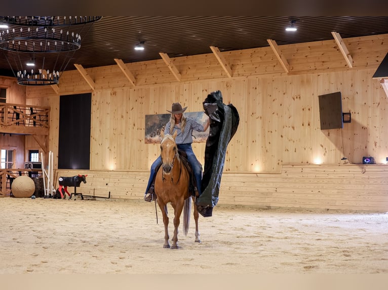 American Quarter Horse Ruin 11 Jaar Palomino in Needmore