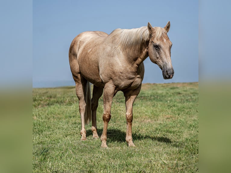 American Quarter Horse Ruin 11 Jaar Palomino in Wills Point
