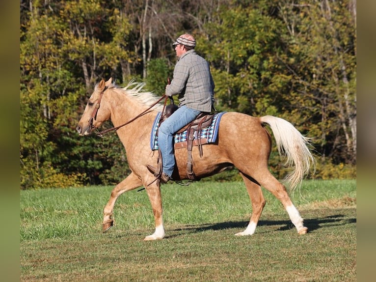 American Quarter Horse Ruin 11 Jaar Palomino in Brodhead, KY