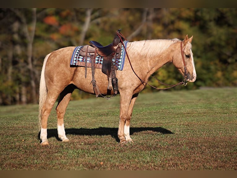 American Quarter Horse Ruin 11 Jaar Palomino in Brodhead, KY