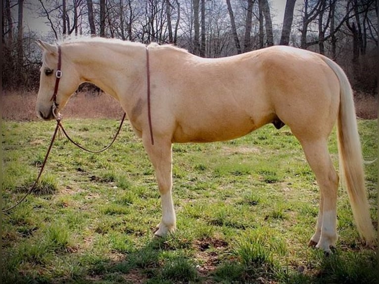 American Quarter Horse Ruin 11 Jaar Palomino in North Judson IN