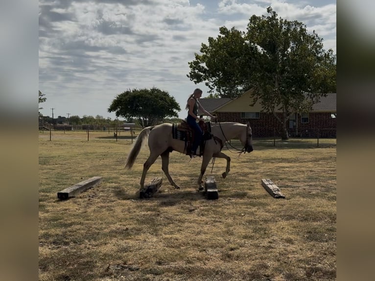 American Quarter Horse Ruin 11 Jaar Palomino in Ponder