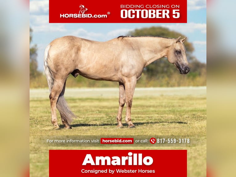 American Quarter Horse Ruin 11 Jaar Palomino in Ponder