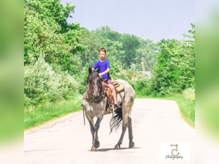 American Quarter Horse Ruin 11 Jaar in Koontz Lake IN