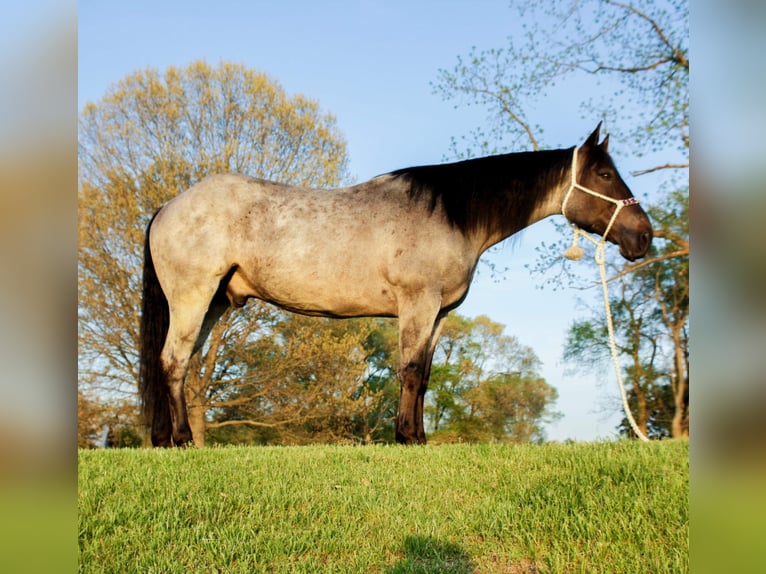 American Quarter Horse Ruin 11 Jaar in Koontz Lake IN