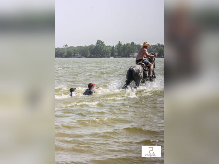 American Quarter Horse Ruin 11 Jaar Roan-Blue in Koontz Lake IN