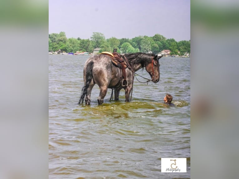 American Quarter Horse Ruin 11 Jaar Roan-Blue in Koontz Lake IN