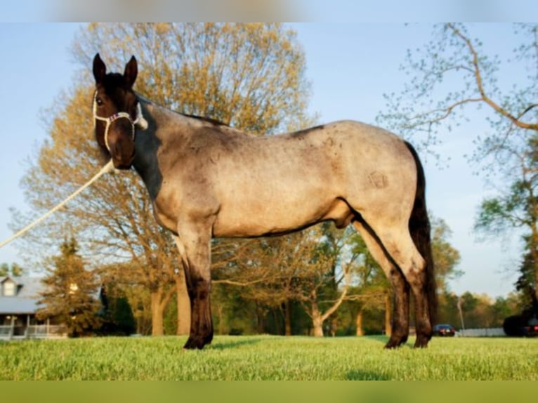 American Quarter Horse Ruin 11 Jaar Roan-Blue in Koontz Lake IN