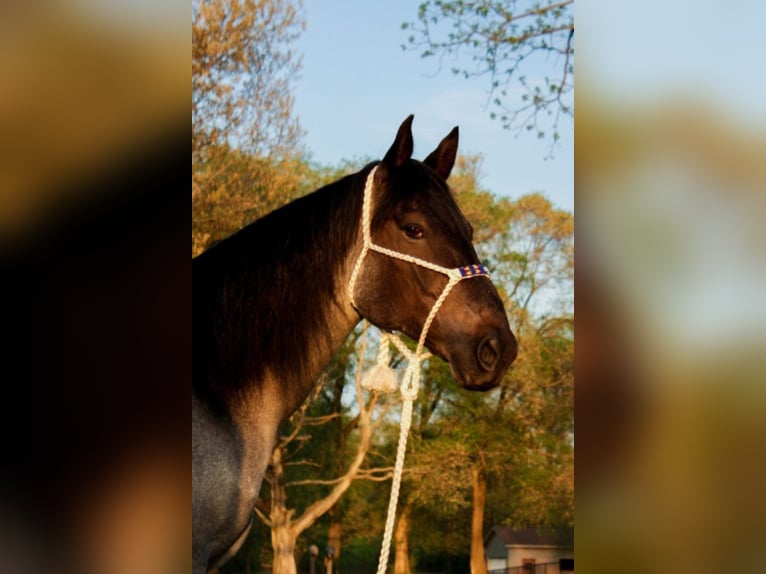 American Quarter Horse Ruin 11 Jaar Roan-Blue in Koontz Lake IN