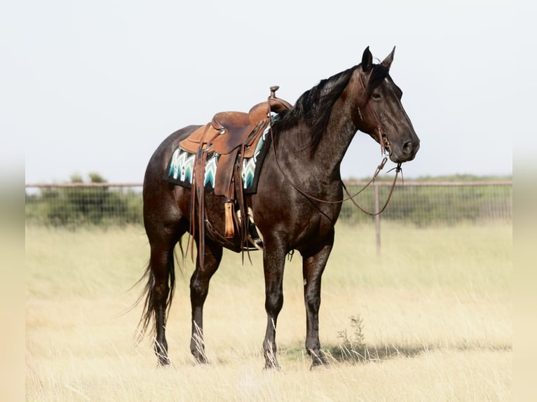 American Quarter Horse Ruin 11 Jaar Roan-Blue in Mineral Wells