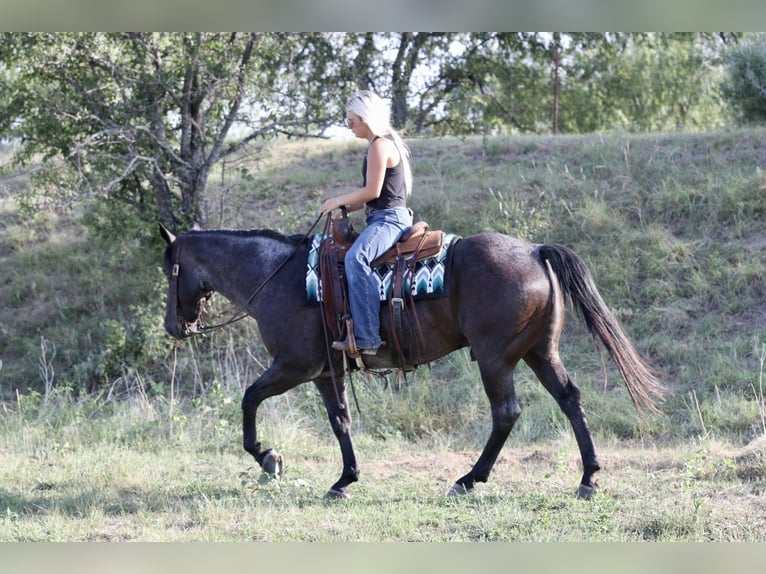 American Quarter Horse Ruin 11 Jaar Roan-Blue in Mineral Wells