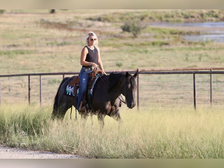 American Quarter Horse Ruin 11 Jaar Roan-Blue in Mineral Wells