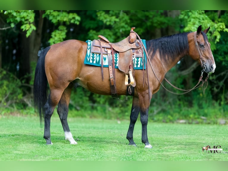 American Quarter Horse Ruin 11 Jaar Roodbruin in North Bloomfield