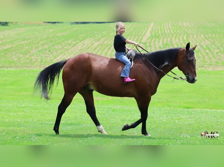 American Quarter Horse Ruin 11 Jaar Roodbruin in North Bloomfield