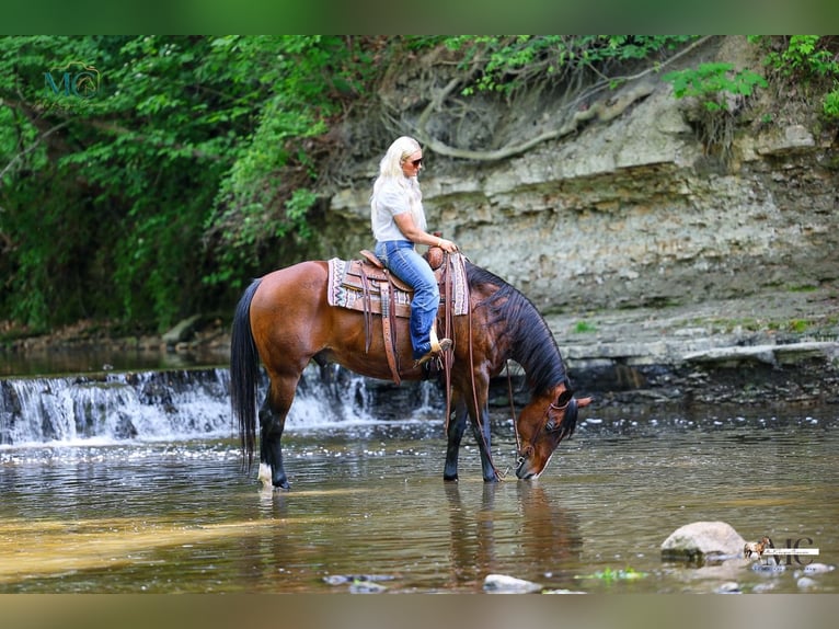 American Quarter Horse Ruin 11 Jaar Roodbruin in North Bloomfield