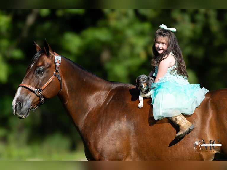 American Quarter Horse Ruin 11 Jaar Roodbruin in North Bloomfield