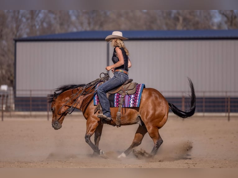 American Quarter Horse Ruin 11 Jaar Roodbruin in Canistota