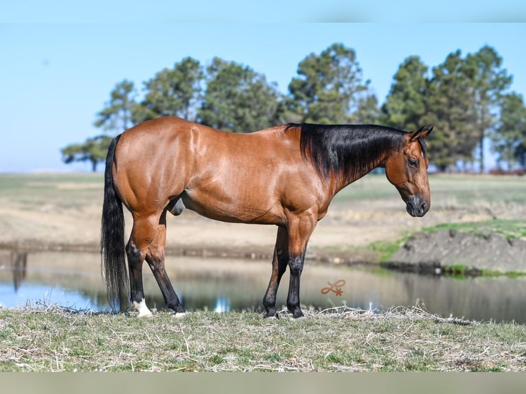 American Quarter Horse Ruin 11 Jaar Roodbruin in Canistota