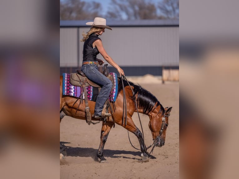 American Quarter Horse Ruin 11 Jaar Roodbruin in Canistota