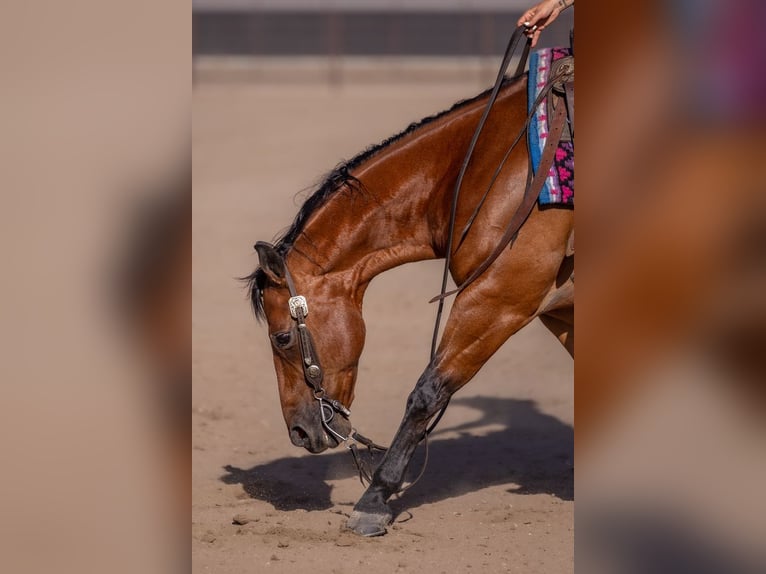 American Quarter Horse Ruin 11 Jaar Roodbruin in Canistota