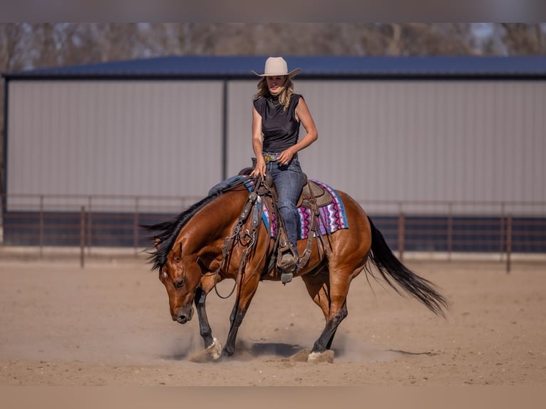 American Quarter Horse Ruin 11 Jaar Roodbruin in Canistota