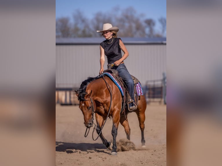 American Quarter Horse Ruin 11 Jaar Roodbruin in Canistota
