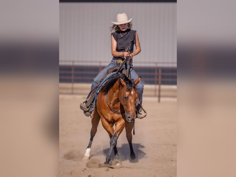 American Quarter Horse Ruin 11 Jaar Roodbruin in Canistota