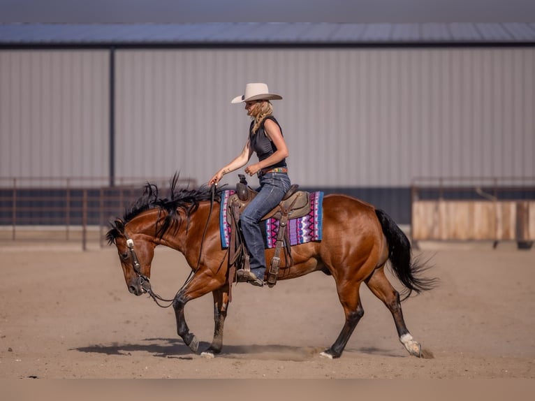 American Quarter Horse Ruin 11 Jaar Roodbruin in Canistota