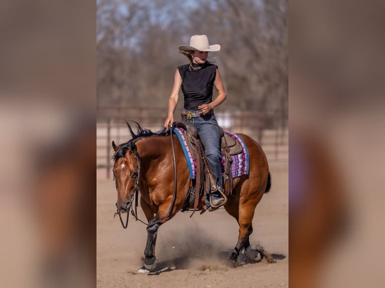 American Quarter Horse Ruin 11 Jaar Roodbruin in Canistota
